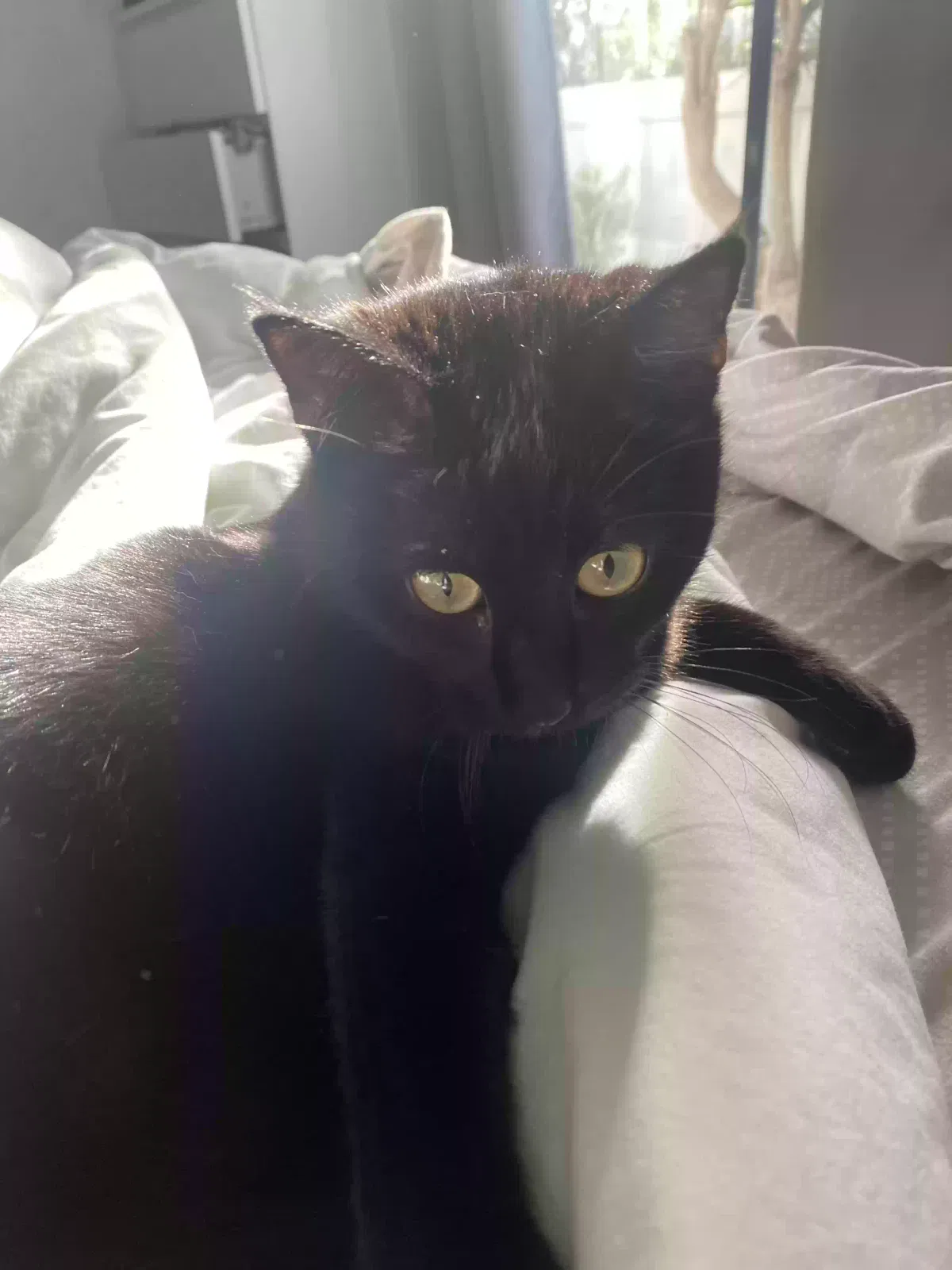 Lost cat in Dana Point, CA, 92629