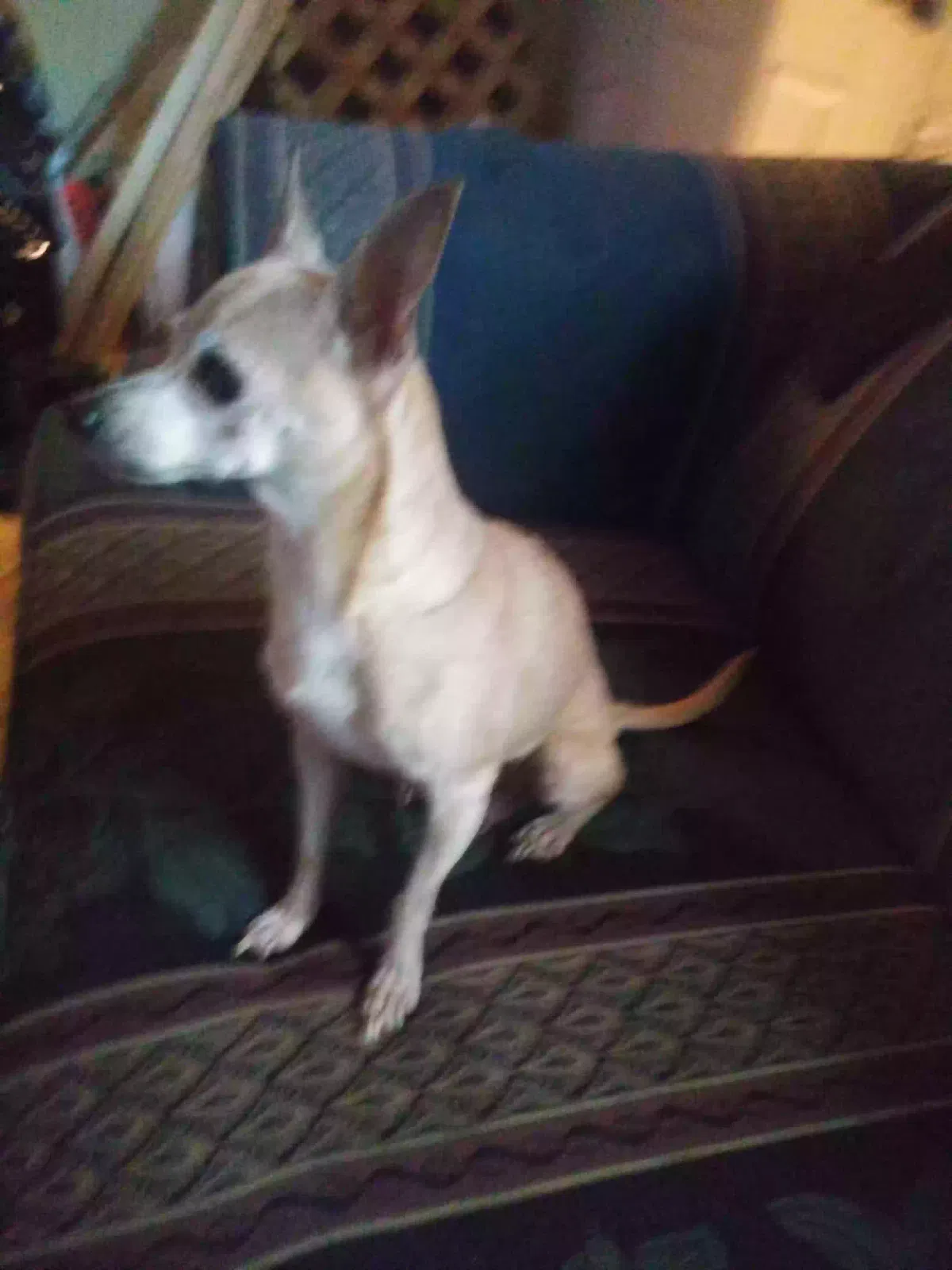 Lost dog in Fort Worth, TX, 76104