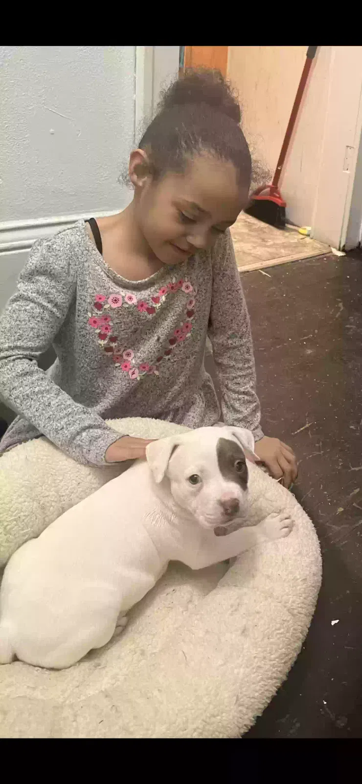 Lost dog in Minneapolis, MN, 55412