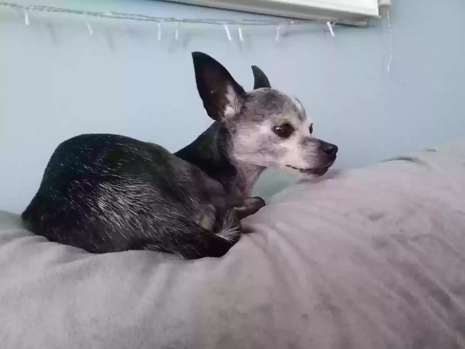 Lost dog in North Branch, MN, 55056