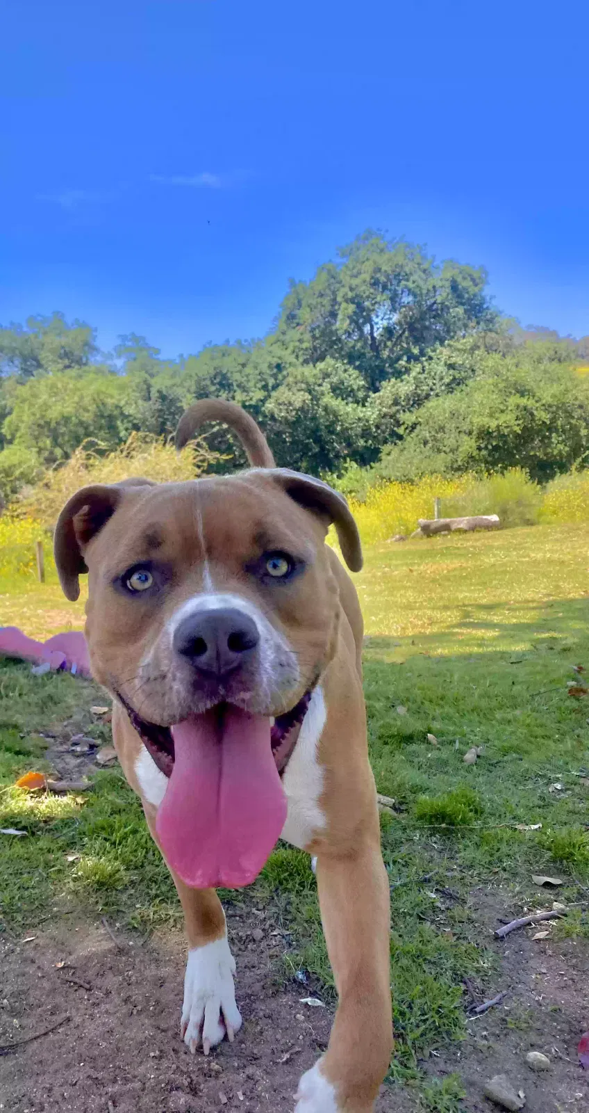 Lost dog in San Diego, CA, 92101