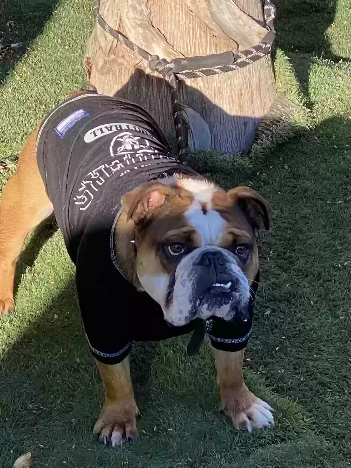 Lost dog in Lynwood, CA, 90262