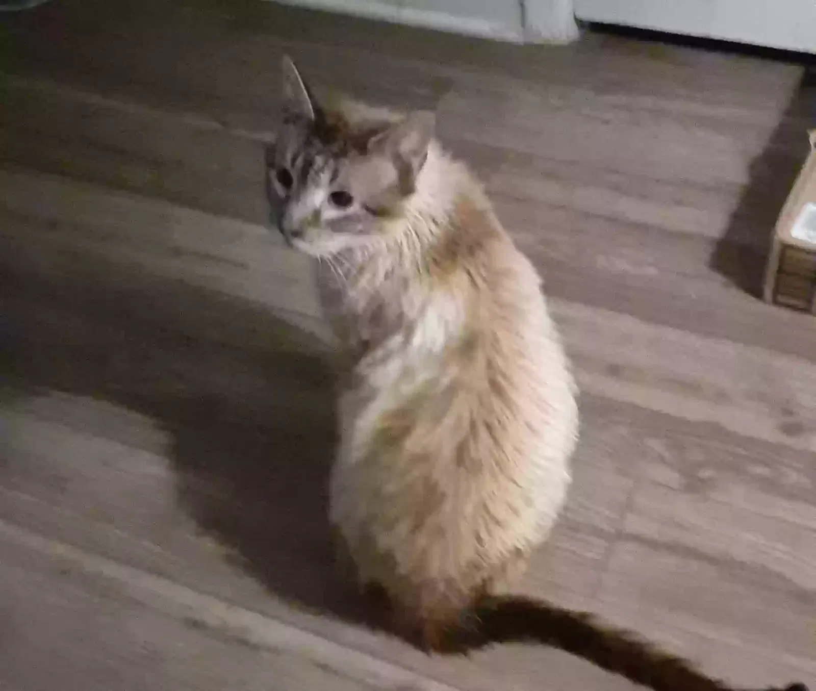 Lost cat in Kernersville, NC, 27284