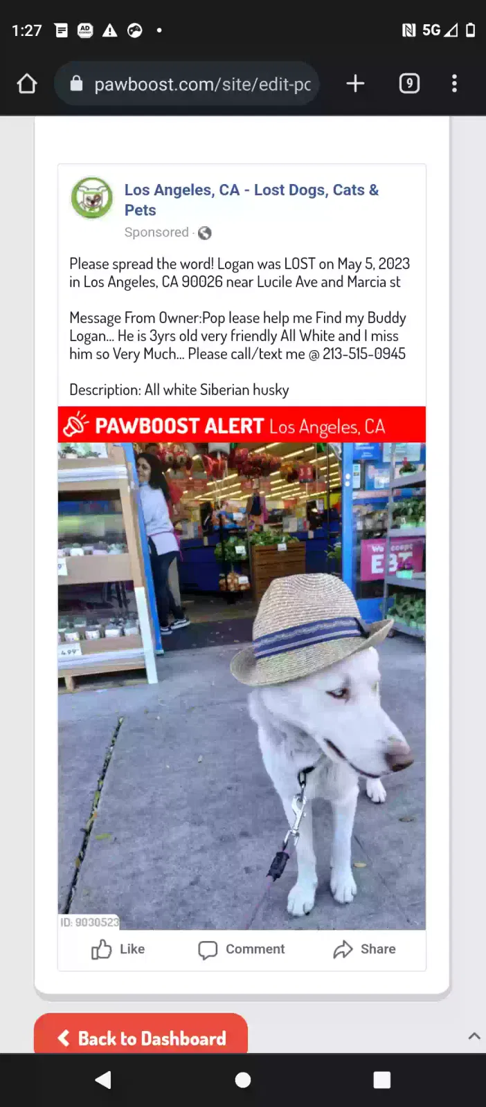 Lost dog in Los Angeles, CA, 90026