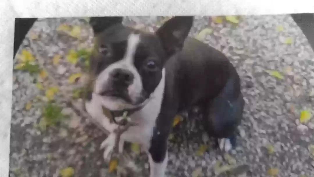 Lost dog in Felton, CA, 95018