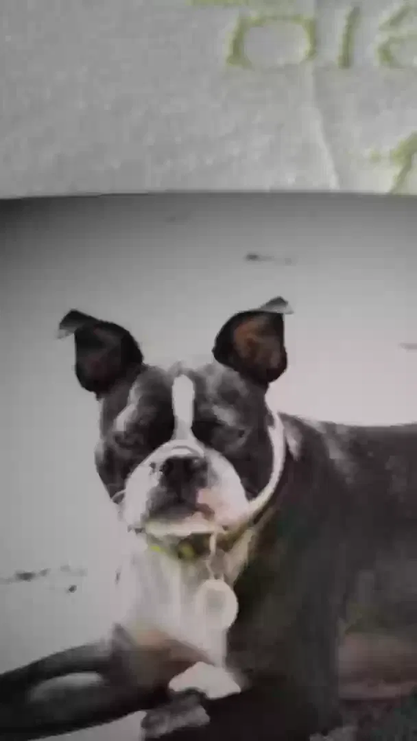 Lost dog in Felton, CA, 95018