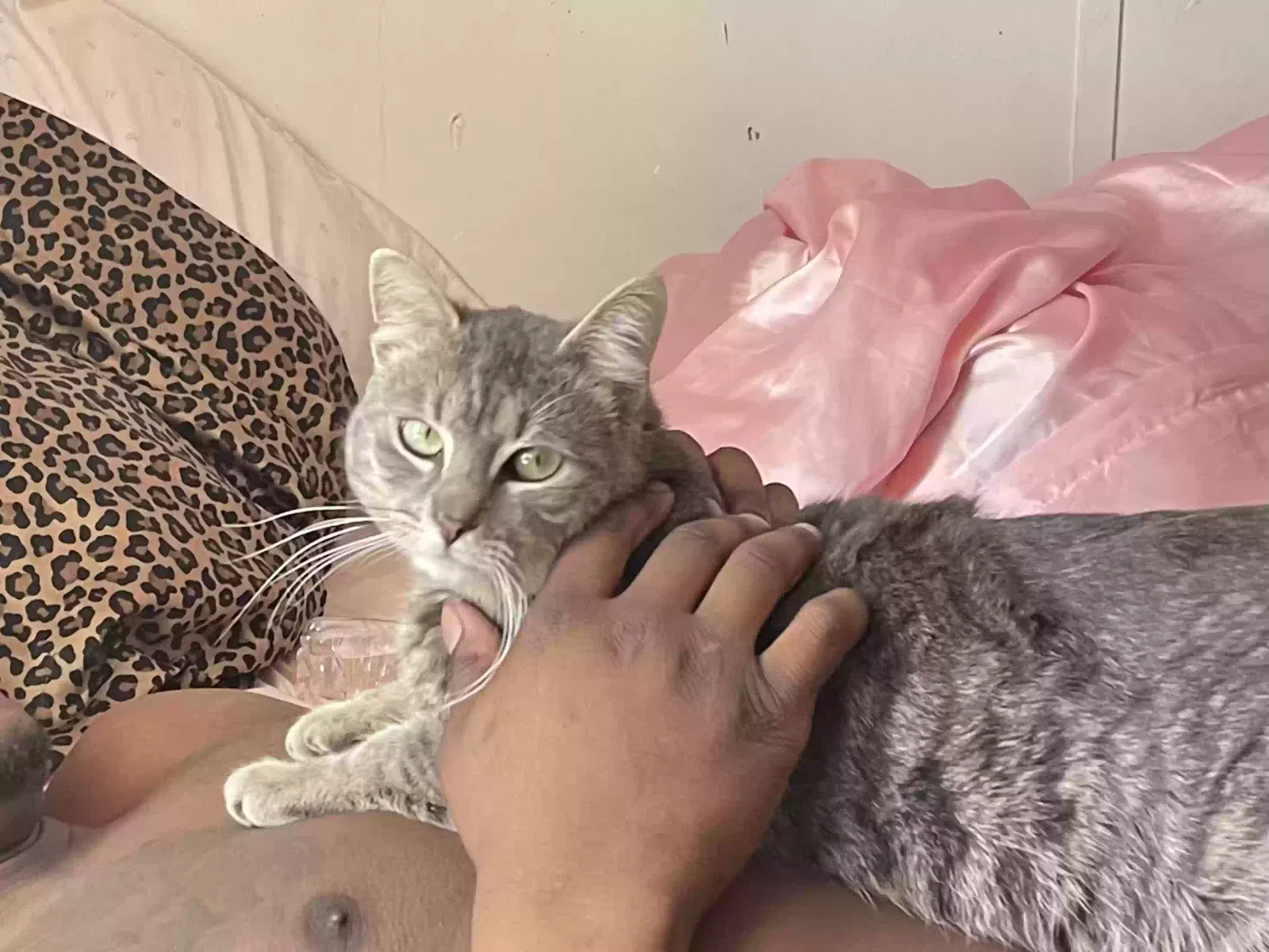 Lost cat in Rochester, NY, 14610