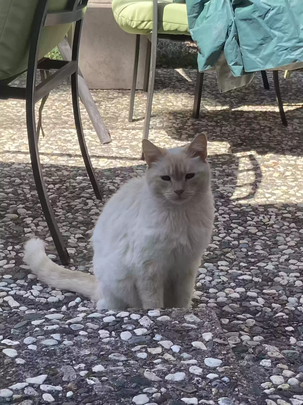 Lost cat in Concord, CA, 94521