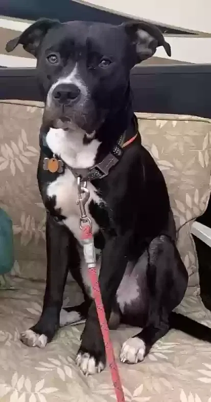 Lost dog in Green Lane, PA, 18054