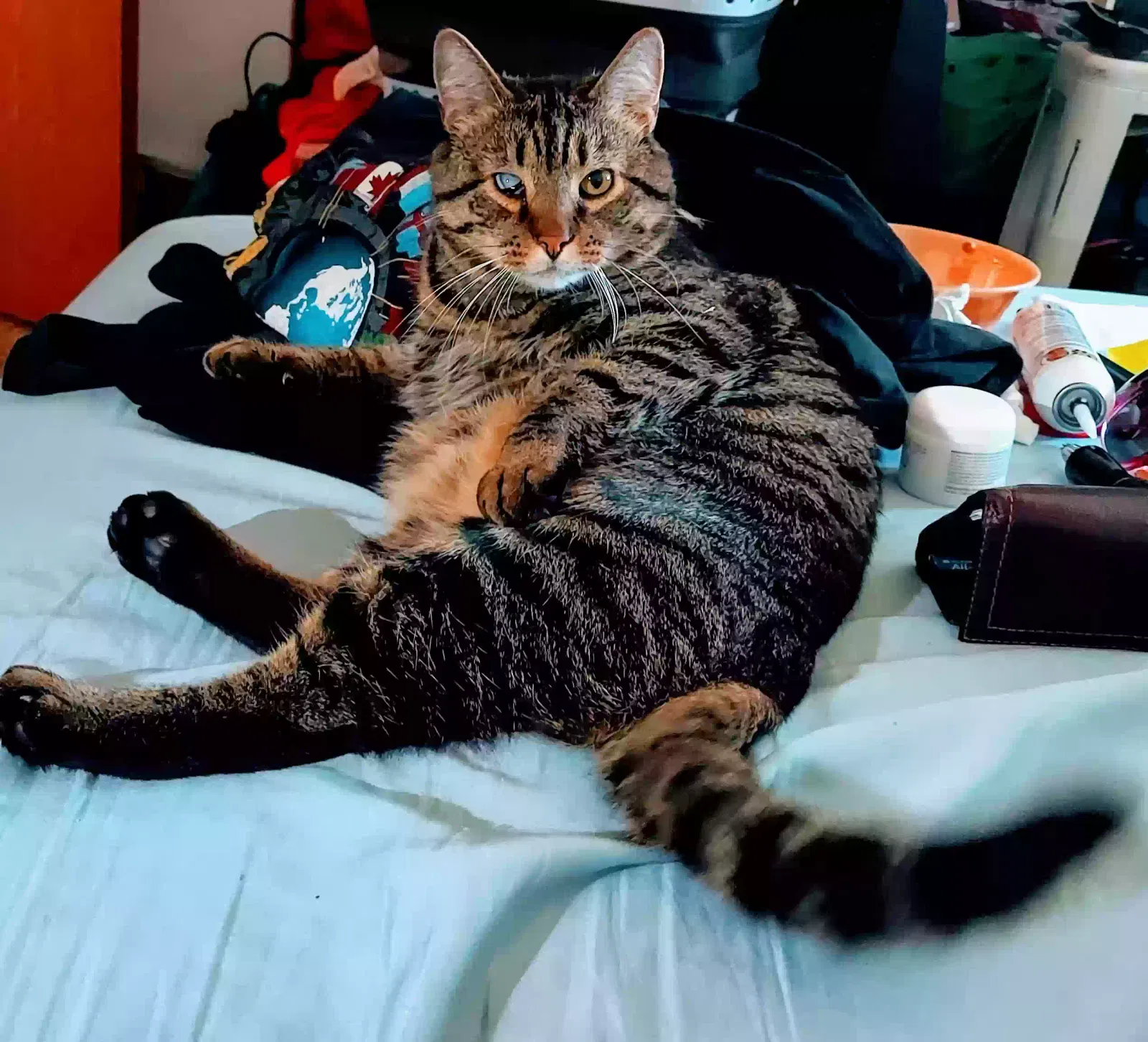 Lost cat in Spokane, WA, 99202