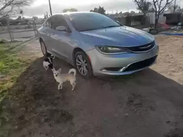 Lost dog in Tucson, AZ, 85706