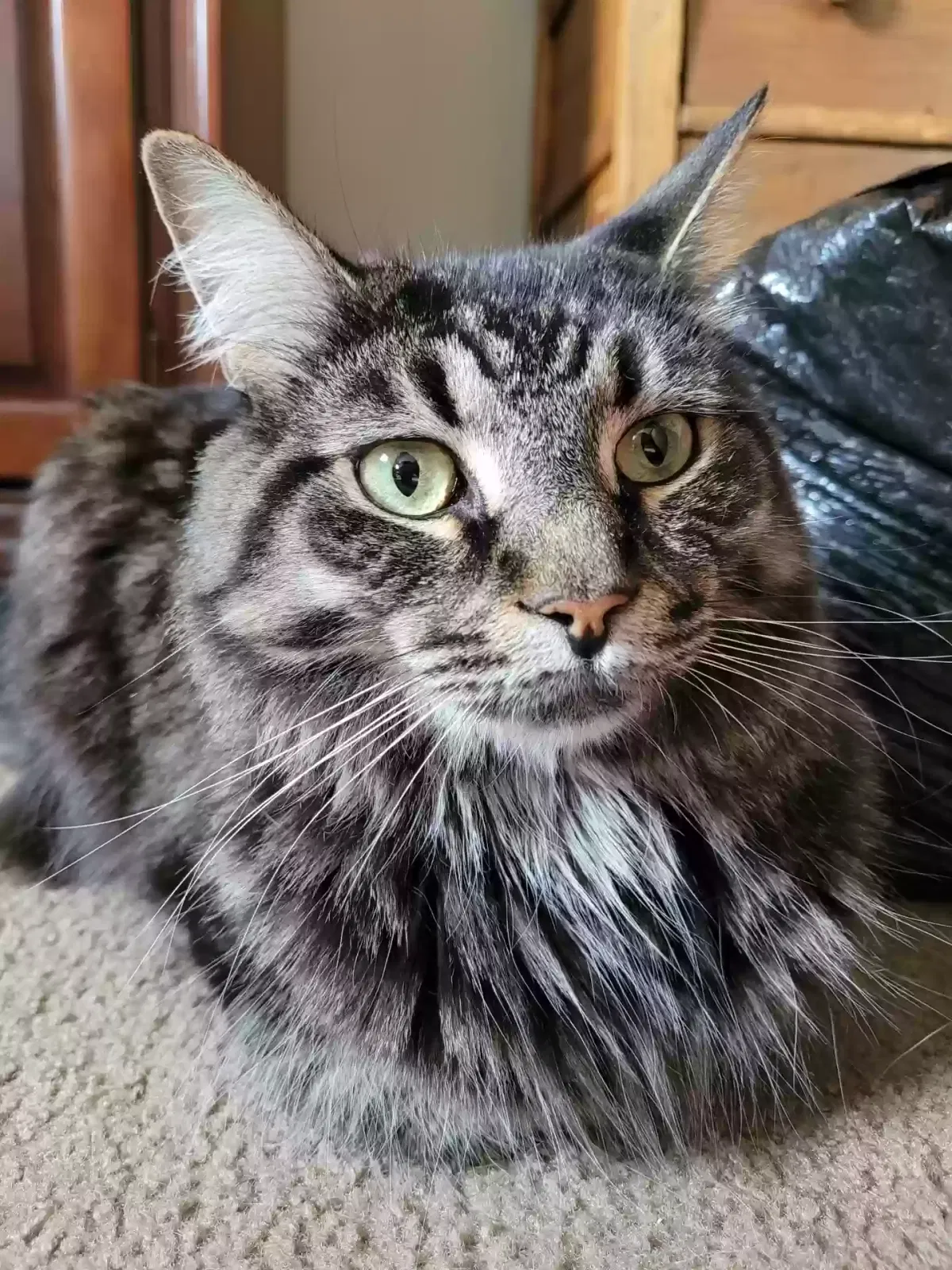 Lost cat in Blacklick, OH, 43004