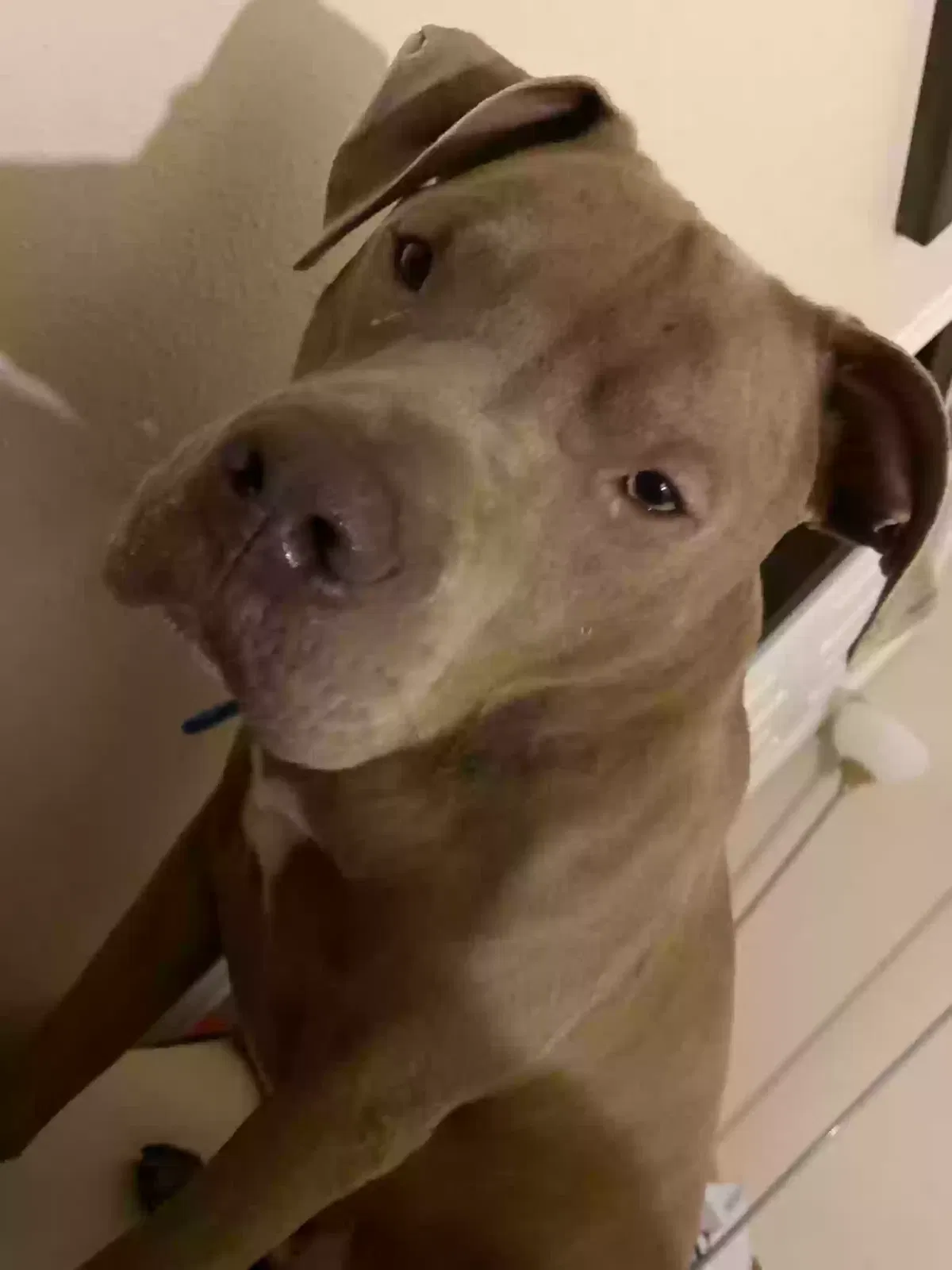Lost dog in Dallas, TX, 75224