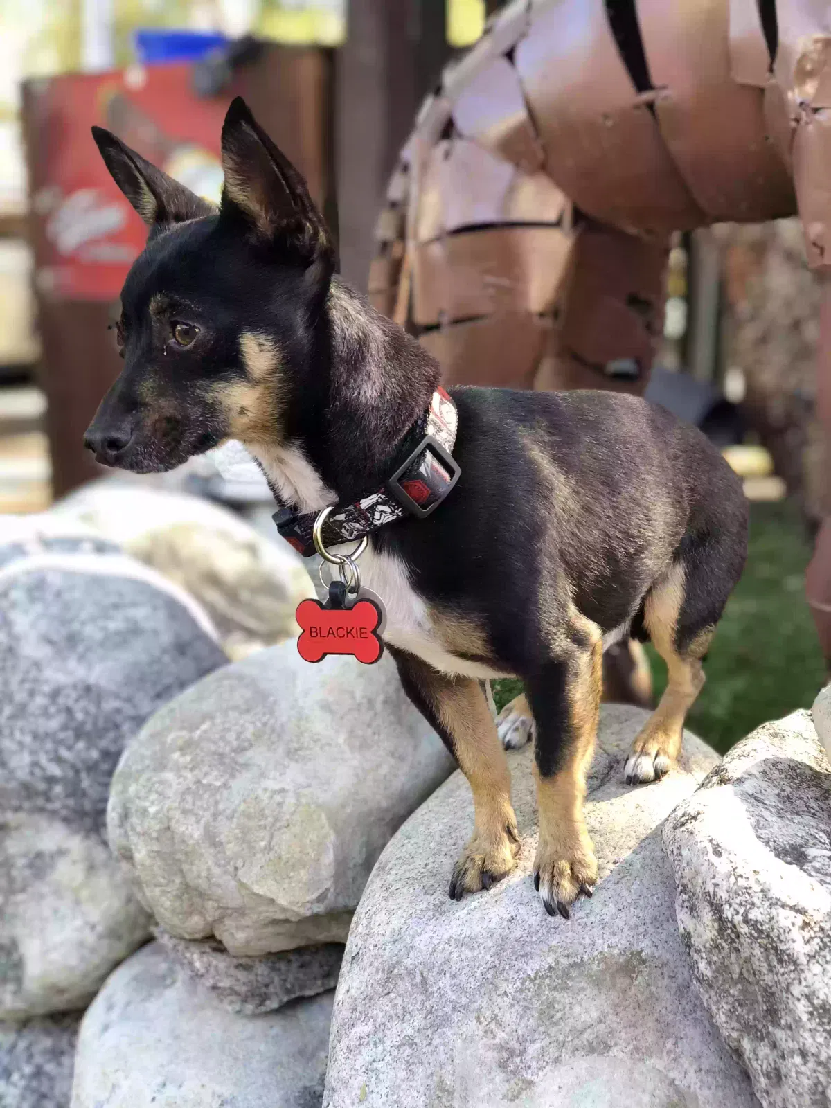 Lost dog in Thousand Oaks, CA, 91360
