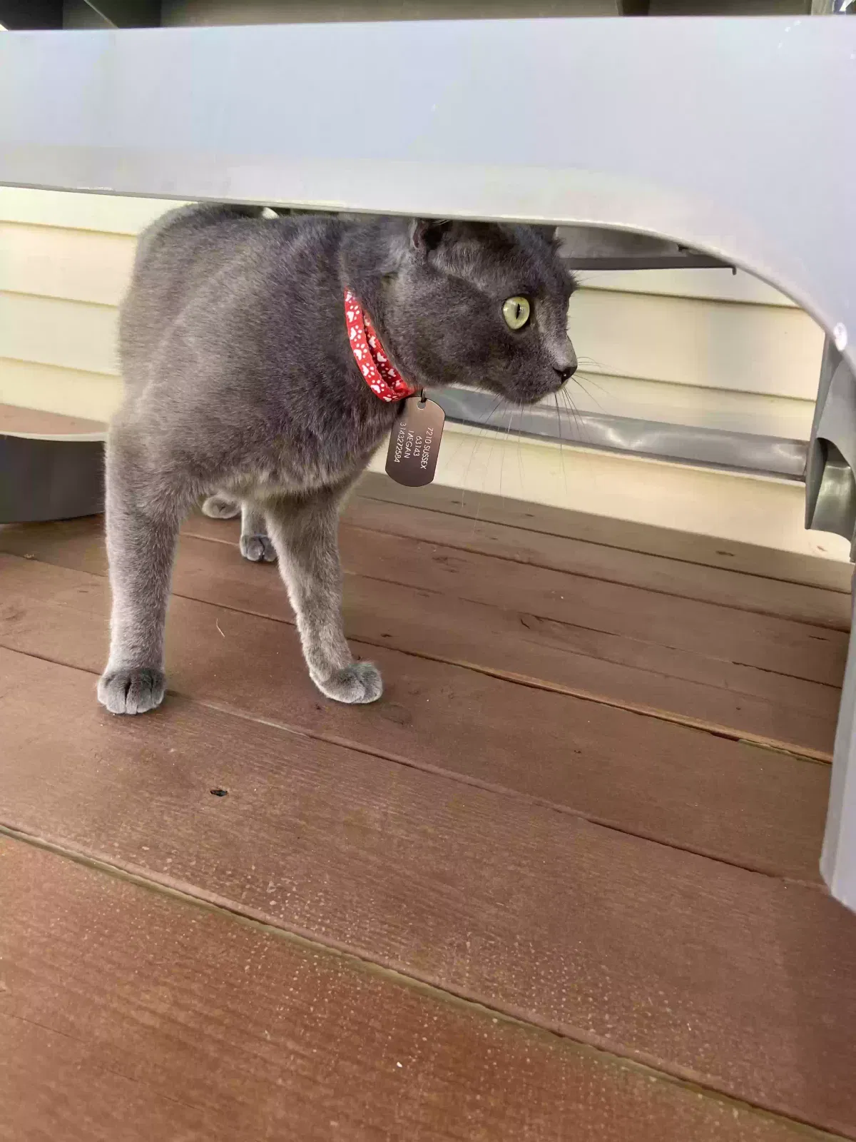 Lost cat in Saint Louis, MO, 63143