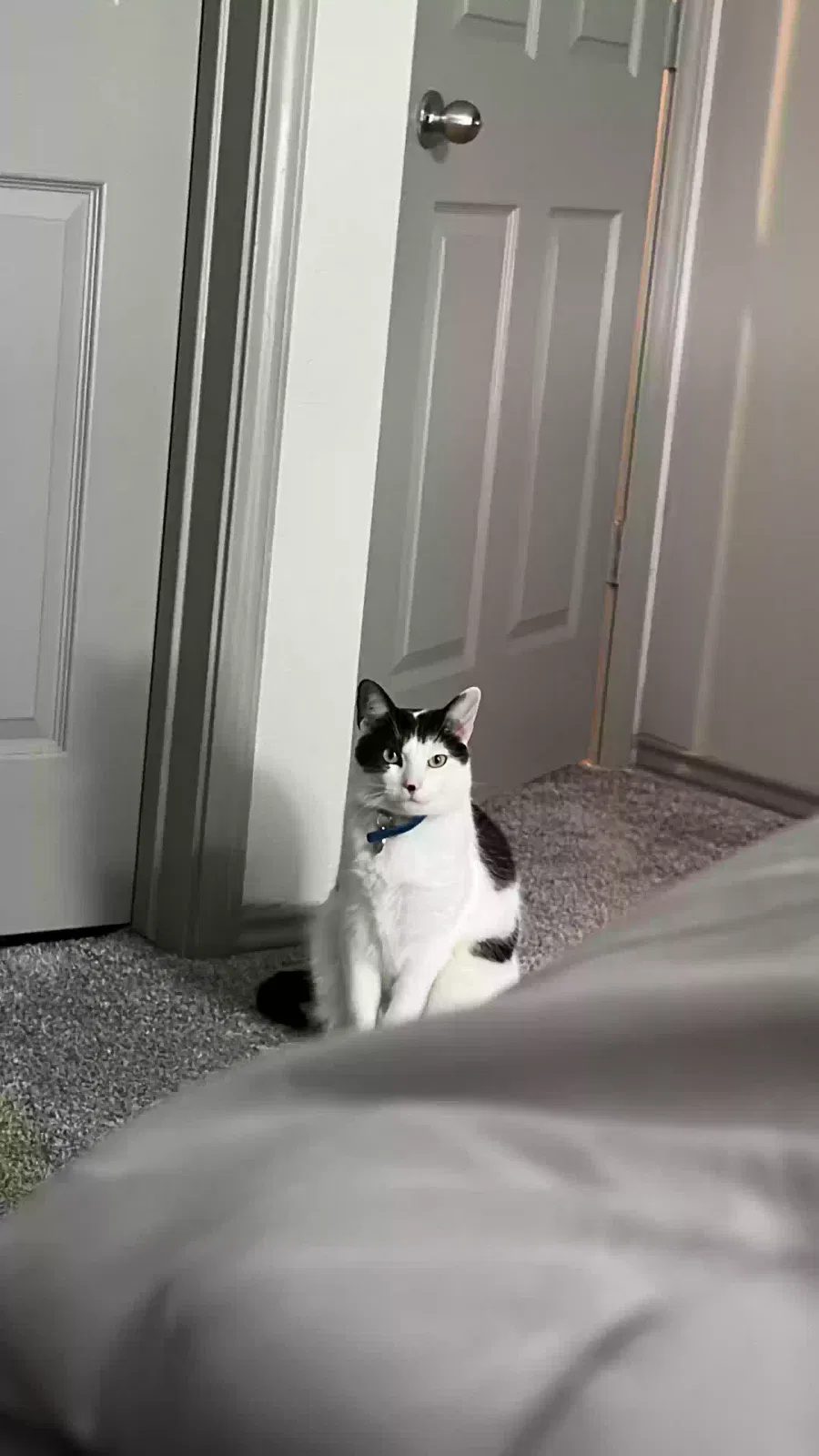 Lost cat in Austin, TX, 78726
