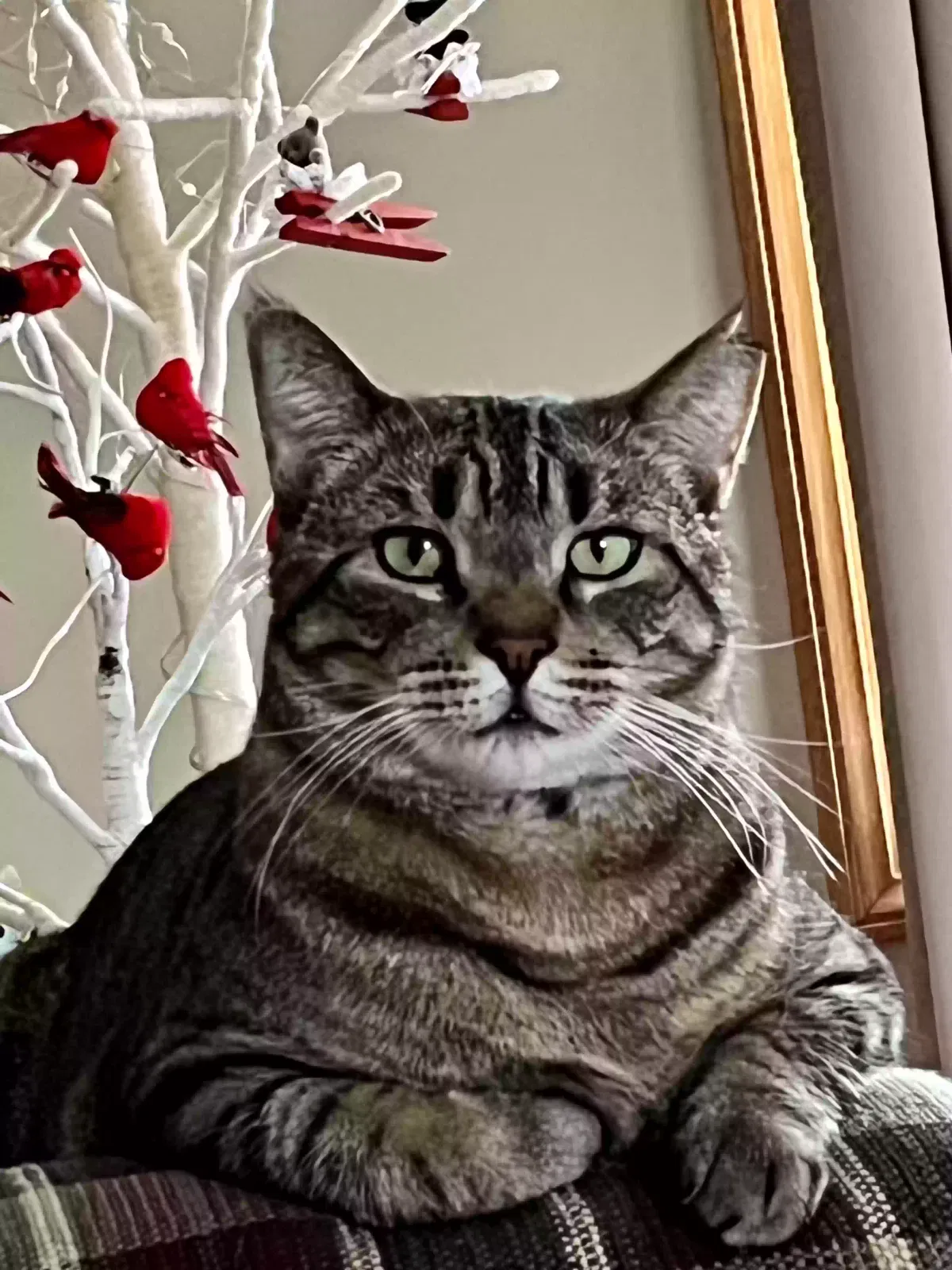 Lost cat in Monticello, MN, 55362