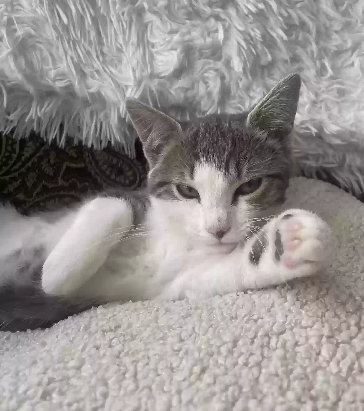 Lost cat in Wichita, KS, 67219