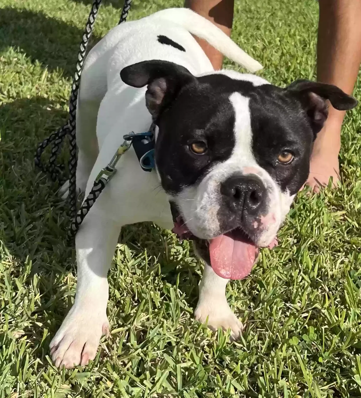 Lost dog in Homestead, FL, 33033