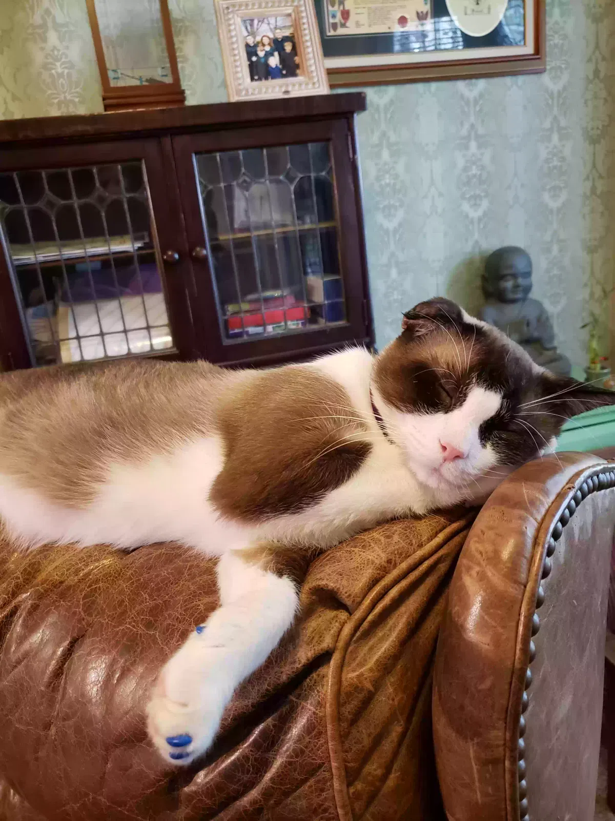 Lost cat in San Antonio, TX, 78261