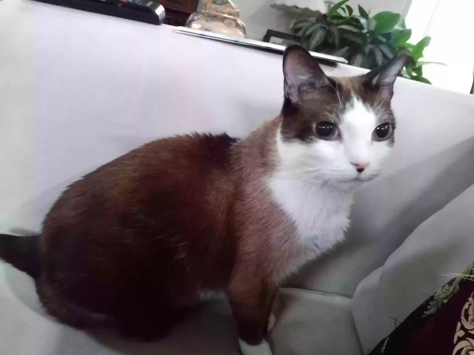 Lost cat in Albuquerque, NM, 87121