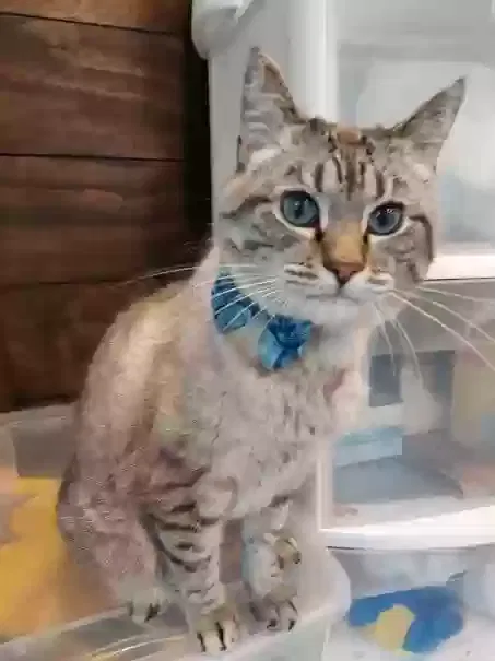 Lost cat in Olathe, KS, 66062
