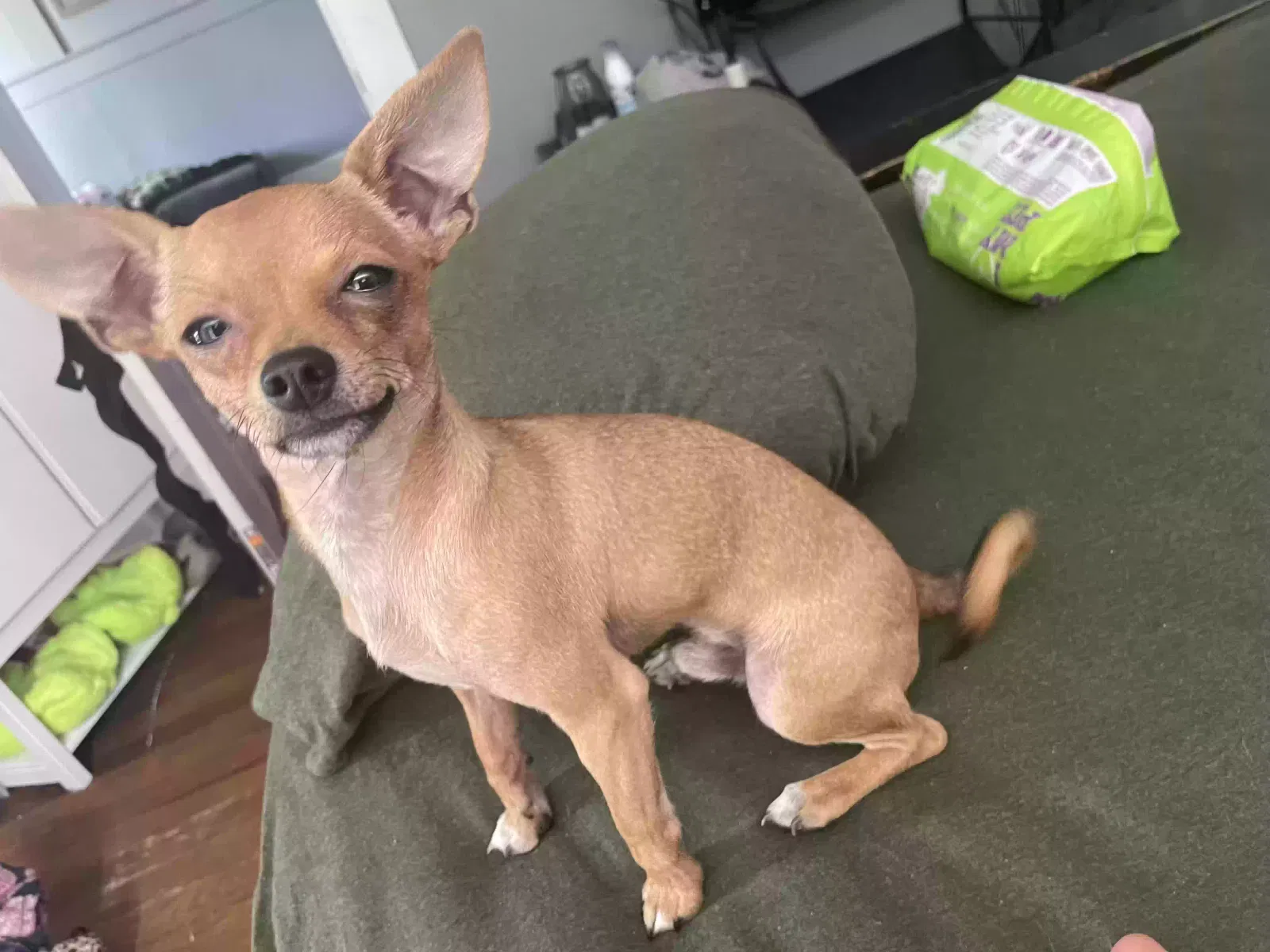 Lost dog in San Antonio, TX, 78237