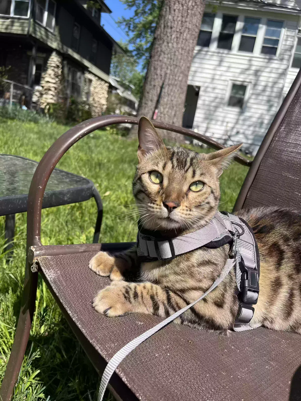Lost cat in Kansas City, MO, 64109