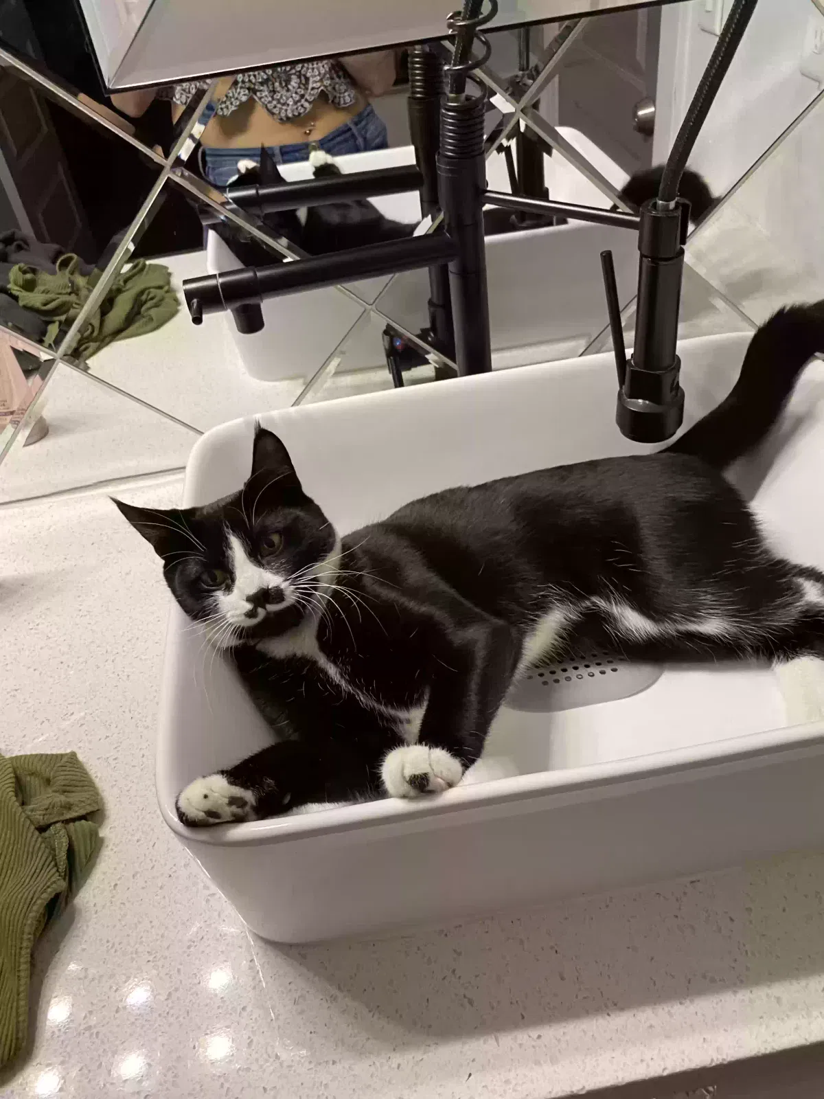 Lost cat in Placentia, CA, 92870