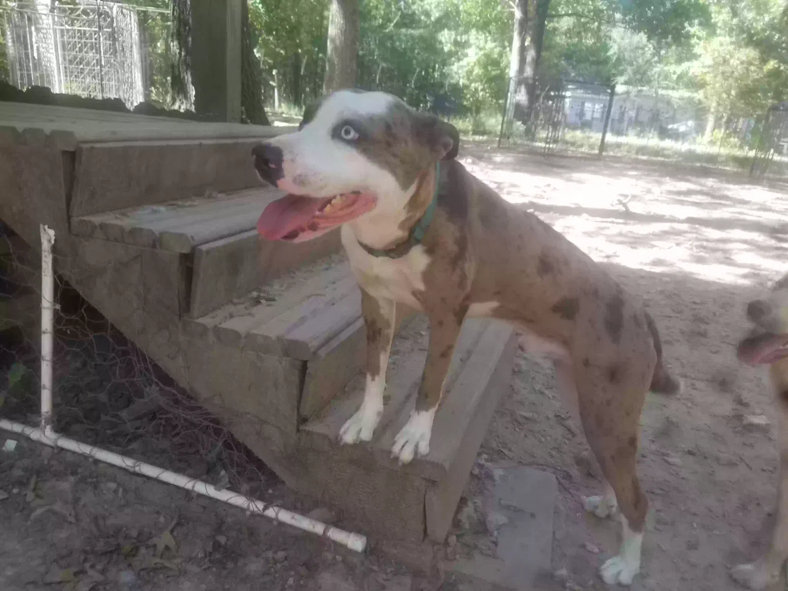 Lost dog in Arkadelphia, AR, 71923