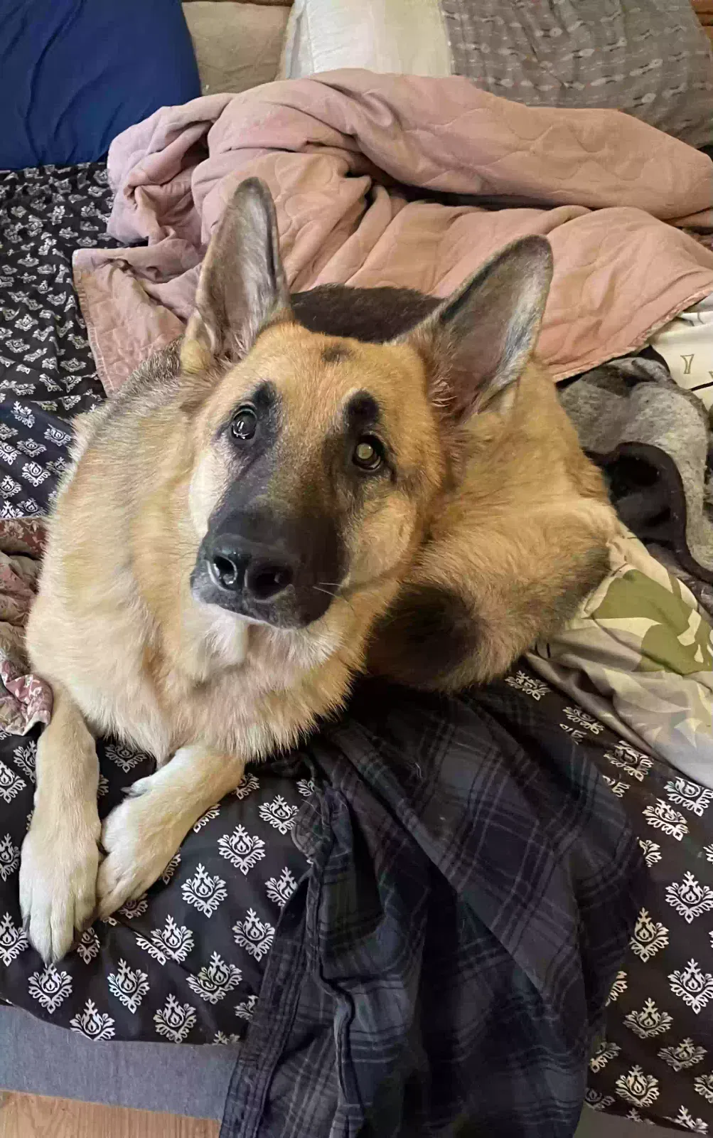 Lost dog in Cameron, NC, 28326