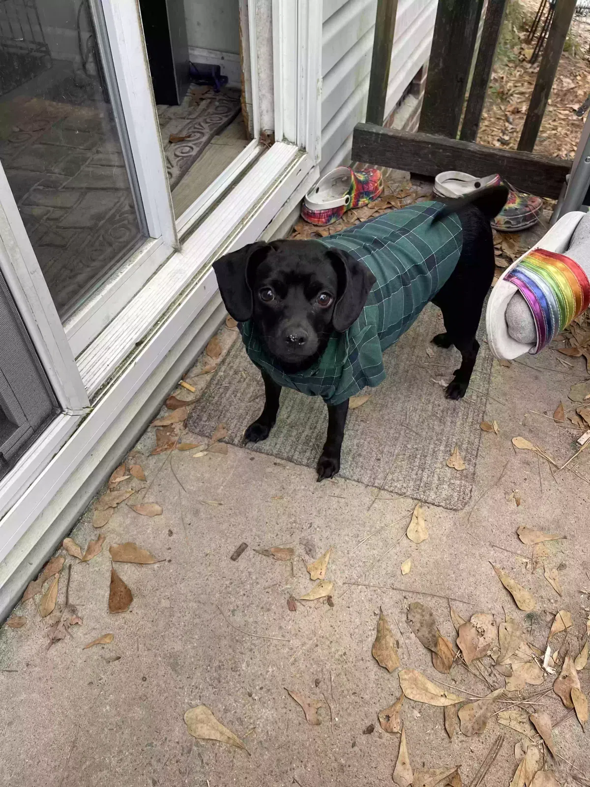 Lost dog in Cameron, NC, 28326