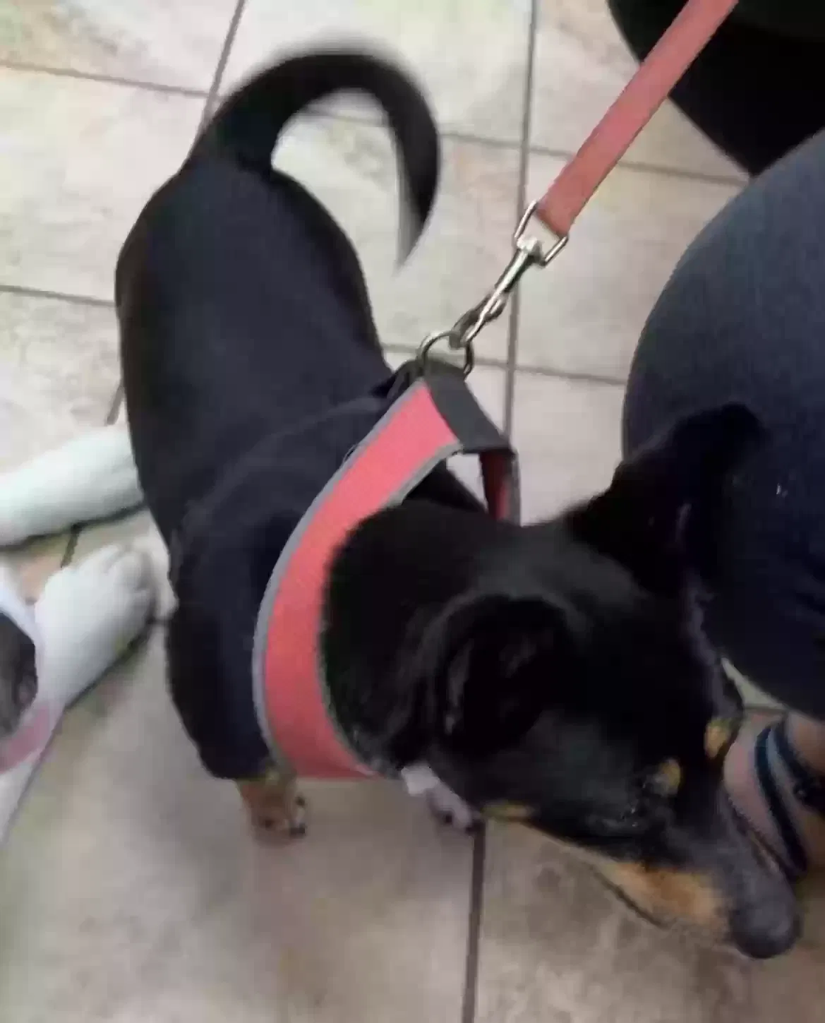 Lost dog in Jonesboro, GA, 30236