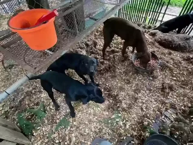 Found dog in Damon, TX, 77430