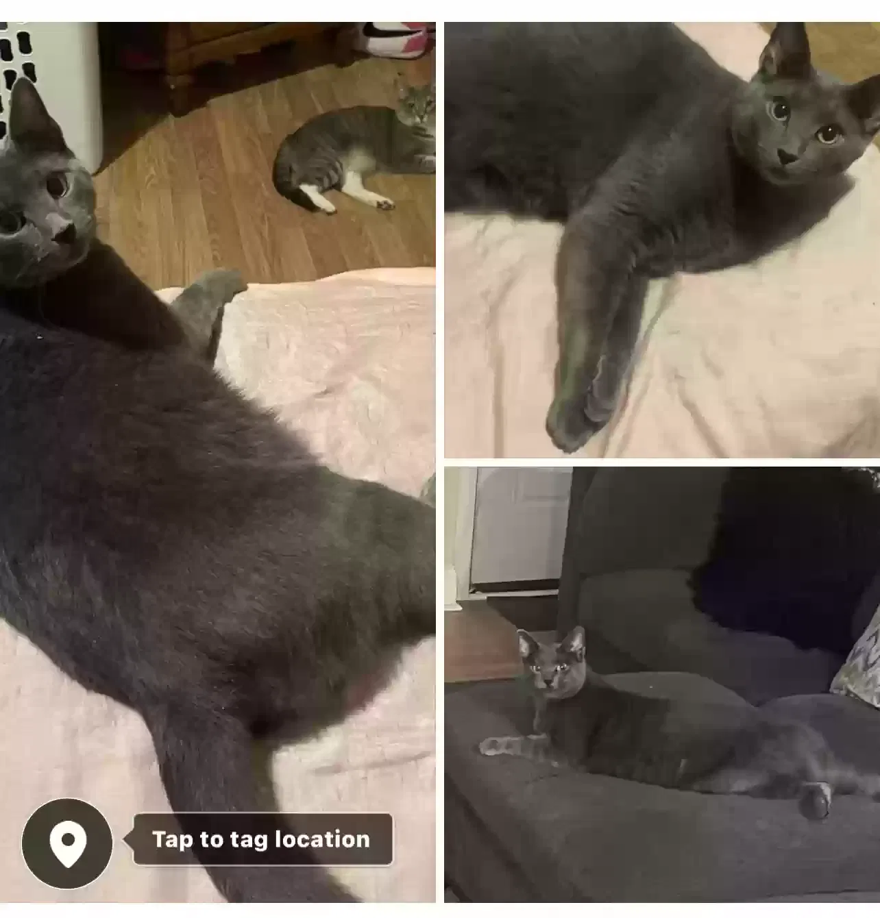 Lost cat in Philadelphia, PA, 19137