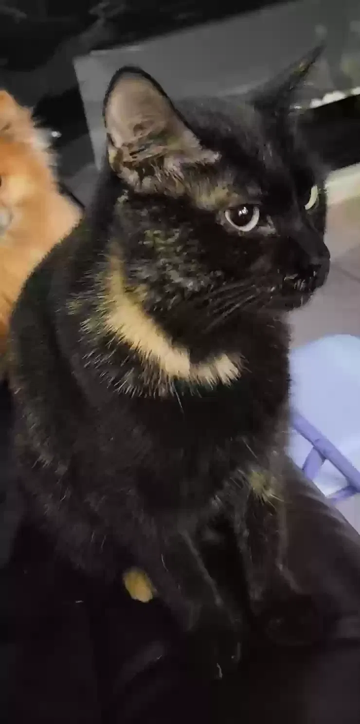 Lost cat in El Paso, TX, 79911