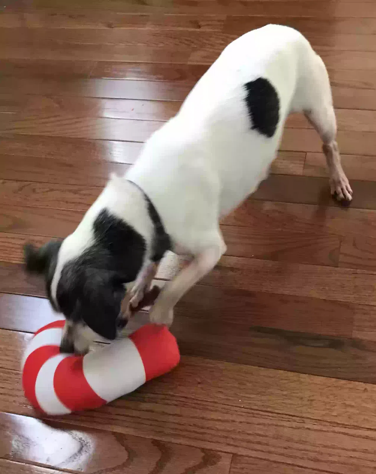 Lost dog in West Palm Beach, FL, 33409