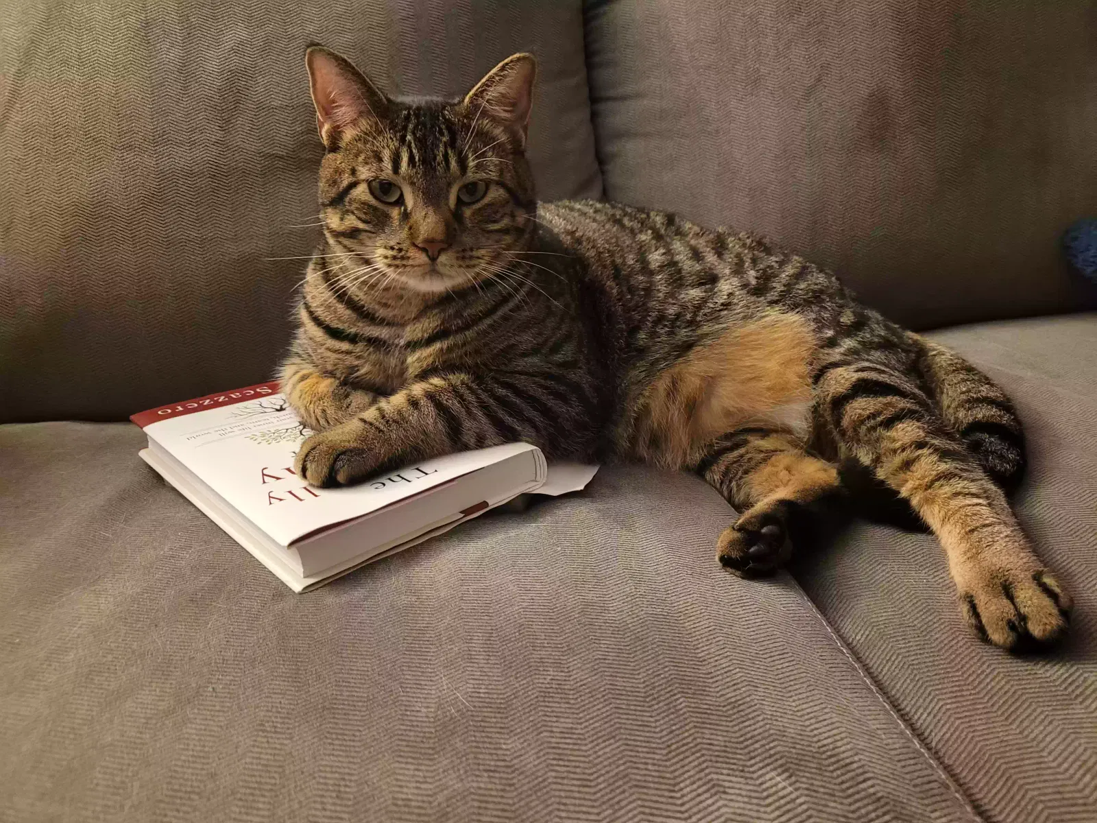 Lost cat in Land O Lakes, FL, 34639