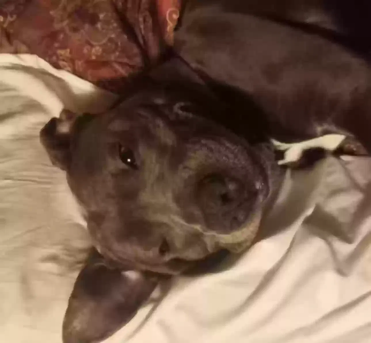 Lost dog in Villa Park, IL, 60181