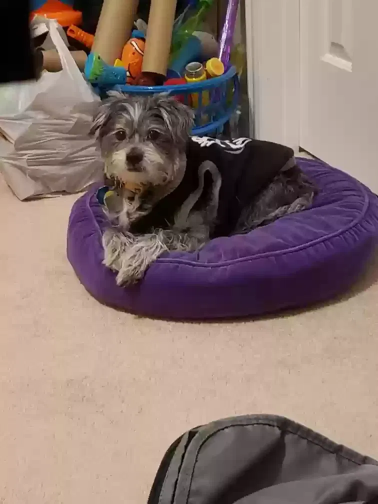 Lost dog in Whitesboro, TX, 76273
