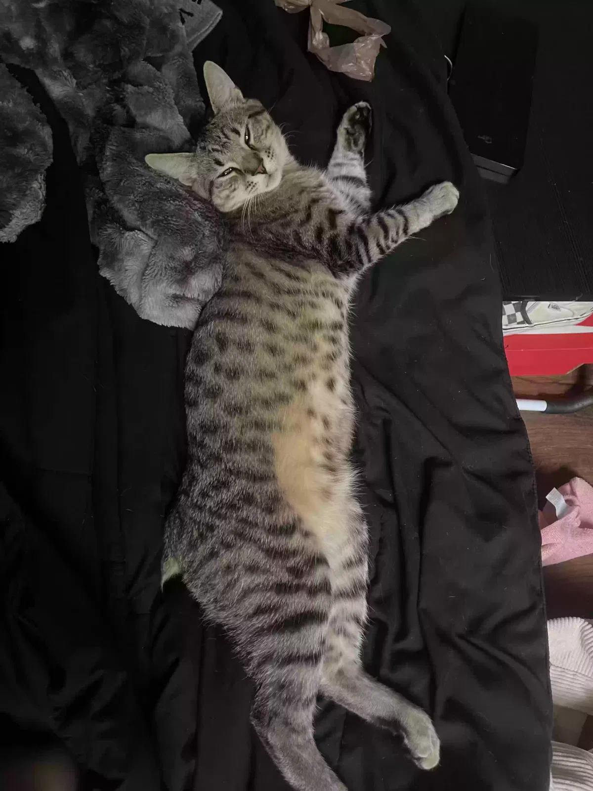 Lost cat in Valley Park, MO, 63088