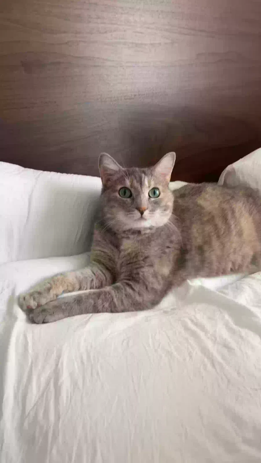 Lost cat in Richmond, KY, 40475