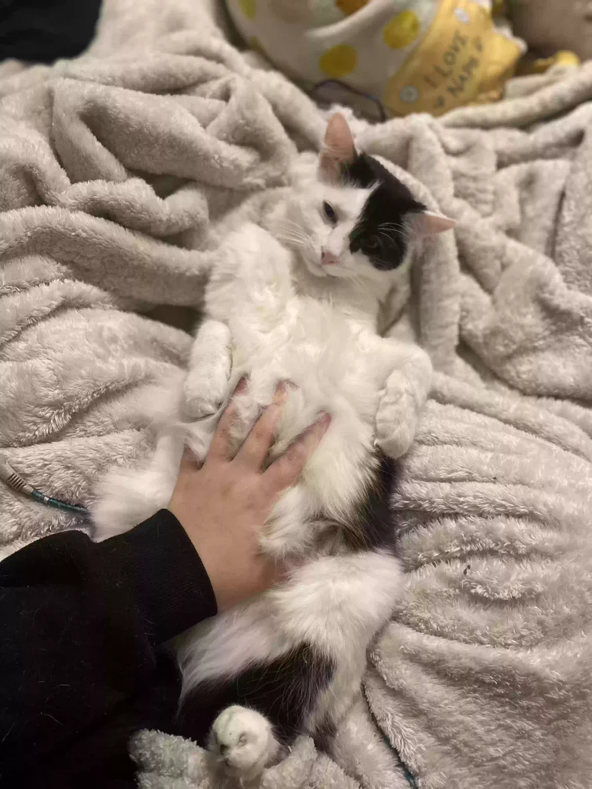 Lost cat in Lexington, KY, 40509