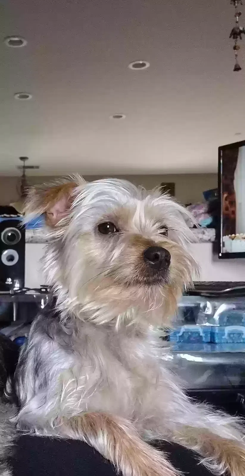 Lost dog in Bakersfield, CA, 93308