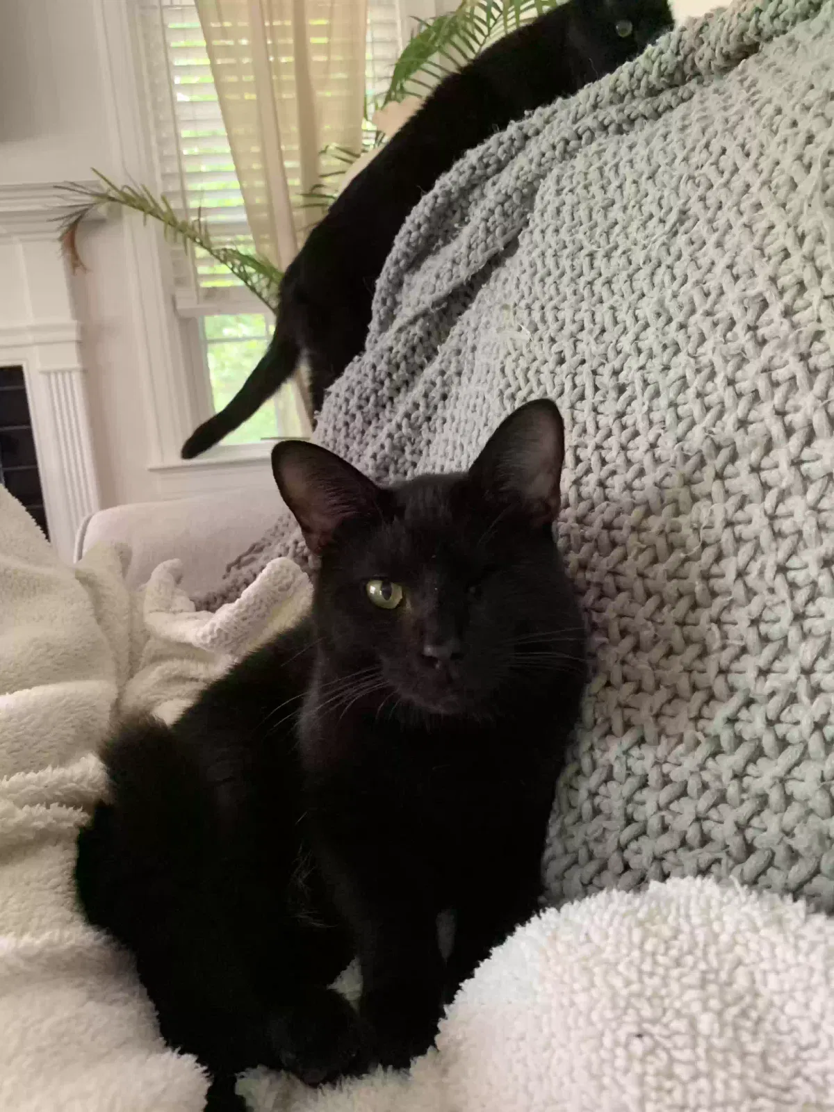 Lost cat in Rock Hill, SC, 29730