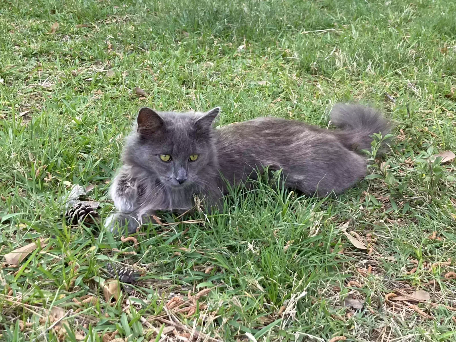 Lost cat in Houston, TX, 77090