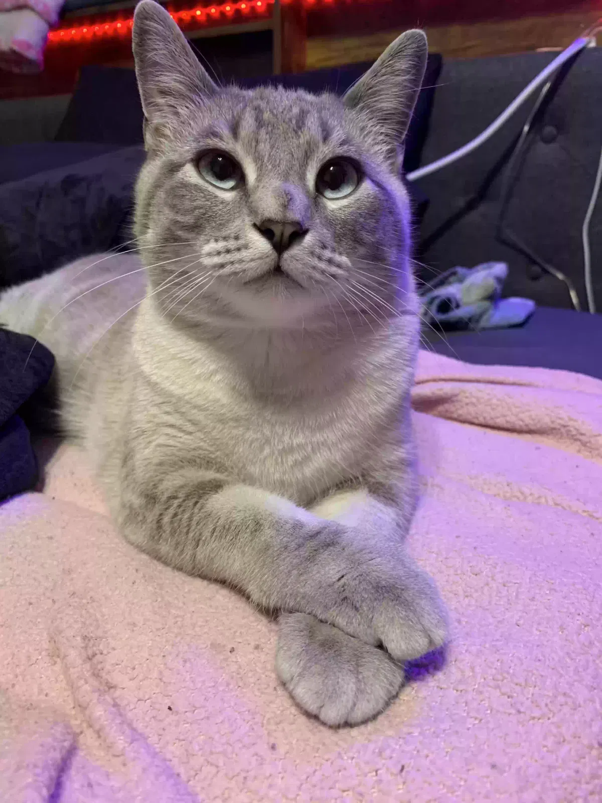 Lost cat in De Soto, KS, 66018