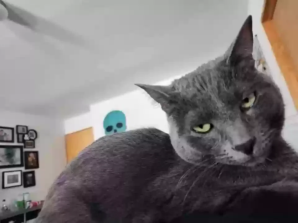 Lost cat in Denver, CO, 80226