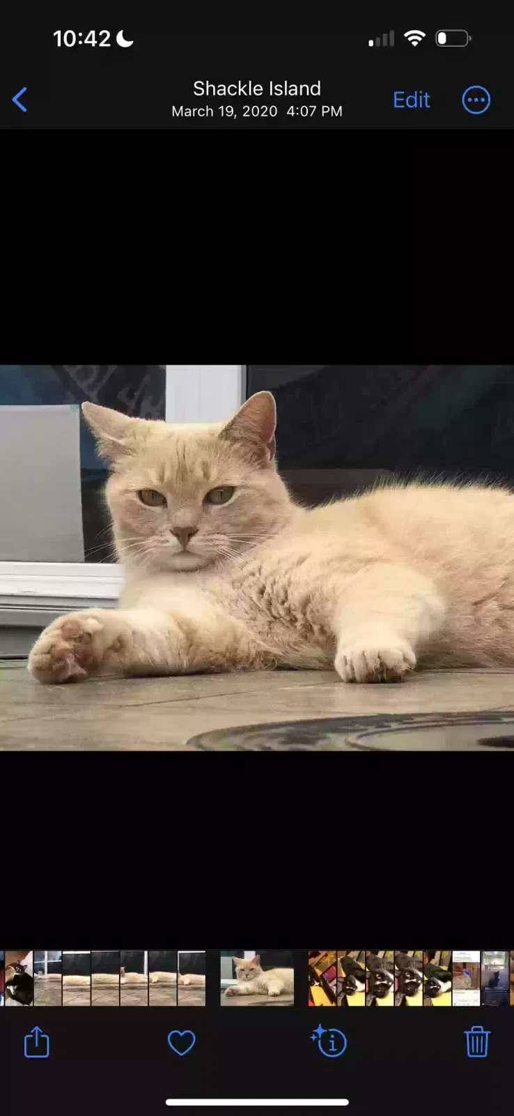Lost cat in Portland, TN, 37148