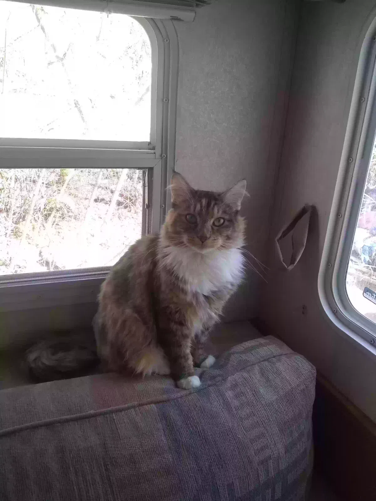 Lost cat in Rathdrum, ID, 83858